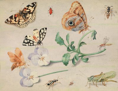Study of Insects and Flowers by Jan van Kessel the Elder